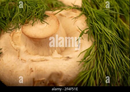 Jeunes champignons frais et aneth vert juteux sur la table. Mise au point sélective en gros plan. Banque D'Images