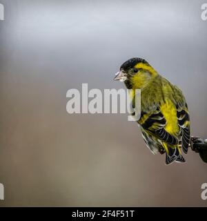 Siskin perché sur la branche Banque D'Images