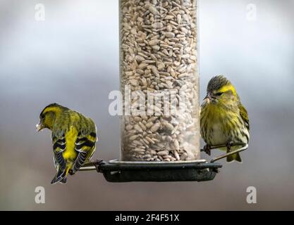 Deux oiseaux Siskin perchés sur le mangeoire Banque D'Images