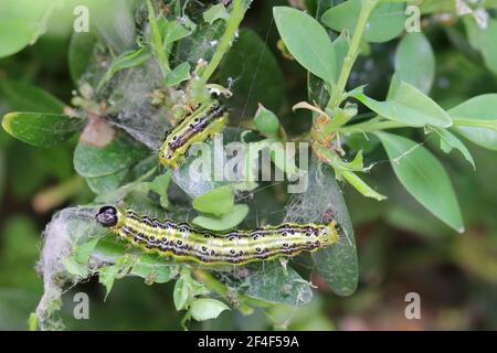 Cydalima perspectalis chenilles dans le jardin sur boîte commune. Les chenilles de l'arbre de boîte détruisent rapidement des arbustes entiers dans les jardins. Banque D'Images