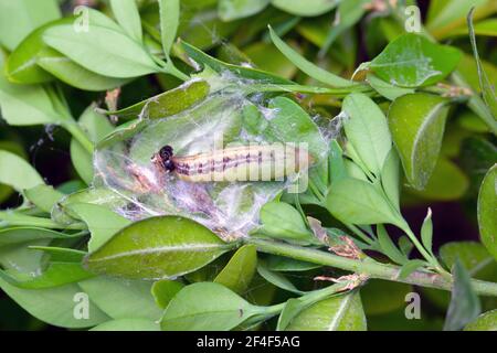 Pupa de la papillon des arbres (Cydalima perspectalis) dans la nature. C'est une espèce envahissante d'insecte. Parasites dans les jardins. Banque D'Images