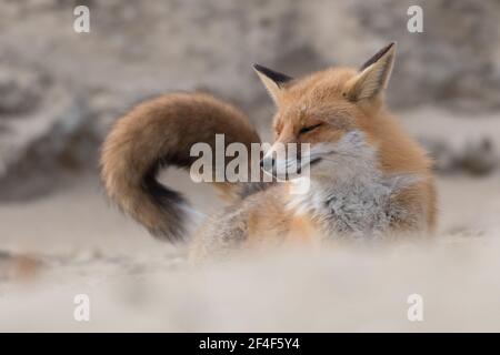 Le renard roux s'étire après avoir fait une sieste, photographié dans les dunes des pays-Bas. Banque D'Images