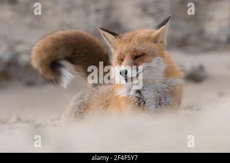 Le renard roux s'étire après avoir fait une sieste, photographié dans les dunes des pays-Bas. Banque D'Images