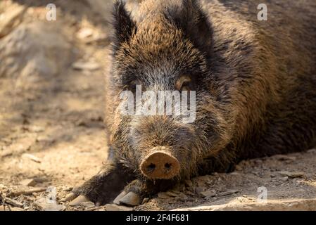 Sanglier (sus scrofa) dans le parc animalier Molló Parc (Ripollès, Catalogne, Espagne, Pyrénées) ESP: Jabalí en el parque de animales Molló Parc (España) Banque D'Images