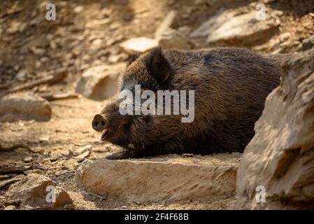 Sanglier (sus scrofa) dans le parc animalier Molló Parc (Ripollès, Catalogne, Espagne, Pyrénées) ESP: Jabalí en el parque de animales Molló Parc (España) Banque D'Images