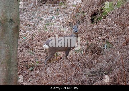 Femme Roe Deer Forest de Dean Royaume-Uni Banque D'Images