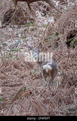 Femme Roe Deer Forest de Dean Royaume-Uni Banque D'Images