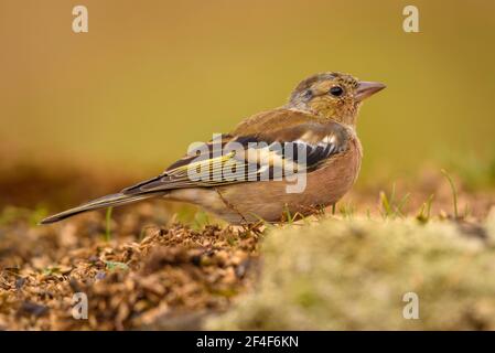 Chaffinch commun (Fringilla coelebs) photographié d'une photo Logístics cacher à Montseny (Barcelone, Catalogne, Espagne) Banque D'Images