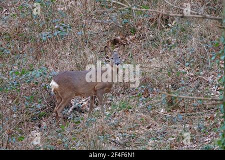 Femme Roe Deer Forest de Dean Banque D'Images