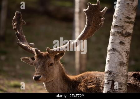 Cerf de Virginie (Dama dama) dans le parc animalier Molló (Ripollès, Catalogne, Espagne, Pyrénées) ESP: GAMO común en el parque de animales Molló Parc Banque D'Images