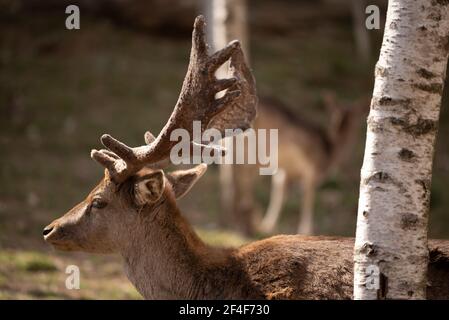 Cerf de Virginie (Dama dama) dans le parc animalier Molló (Ripollès, Catalogne, Espagne, Pyrénées) ESP: GAMO común en el parque de animales Molló Parc Banque D'Images