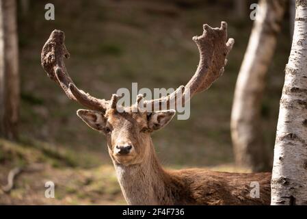 Cerf de Virginie (Dama dama) dans le parc animalier Molló (Ripollès, Catalogne, Espagne, Pyrénées) ESP: GAMO común en el parque de animales Molló Parc Banque D'Images