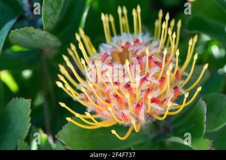 Leucospermum (Pinbucoussin d'Afrique du Sud) Banque D'Images