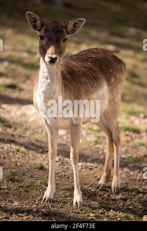 Cerf de Virginie (Dama dama) dans le parc animalier Molló (Ripollès, Catalogne, Espagne, Pyrénées) ESP: GAMO común en el parque de animales Molló Parc Banque D'Images