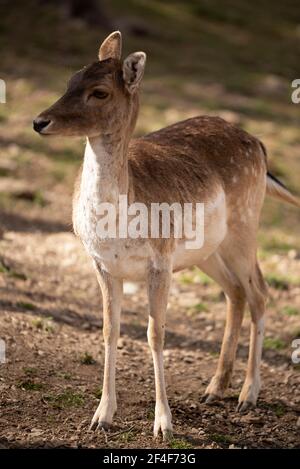 Cerf de Virginie (Dama dama) dans le parc animalier Molló (Ripollès, Catalogne, Espagne, Pyrénées) ESP: GAMO común en el parque de animales Molló Parc Banque D'Images