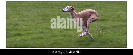 Photocall pour le lancement national du plus grand salon canin sur Terre - CRUFTS se tiendra au NEC Birmingham du 4 au 7 mars. Azawakh, CHIEN de race originaire d'Afrique, élevé pour la vitesse et la puissance de séjour dans un climat chaud intondement, propriété de M Goodman de LeominsterPic David Sandison 24/2/2004 Banque D'Images