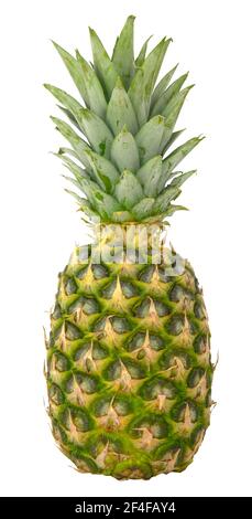 Ananas biologique frais isolé sur FOND blanc Banque D'Images