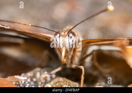 Papillon orange avec antennes pointues et grandes jambes Banque D'Images