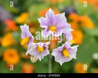 Fleurs roses sur une plante de pomme de terre Solanum tuberosum Banque D'Images