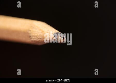 petite araignée sauteuse rampant autour d'un crayon brun Banque D'Images