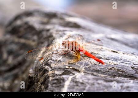 Une balle de libellule rouge dans le dos avec une pointe d'ailes étincelante Banque D'Images