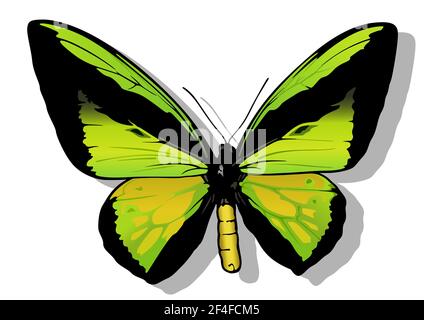 Goliath Birdwing mâle Illustration de Vecteur
