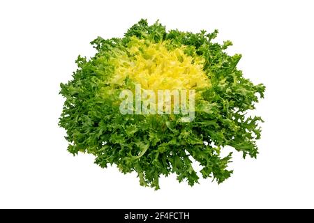 Tête de salade Endyve ou cichorium endivia ou frisée isolée sur blanc Banque D'Images