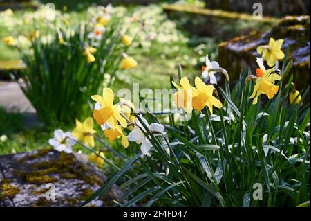 Jonquilles (Narcisse), Église Saint-James, North Cray, Kent. ROYAUME-UNI Banque D'Images