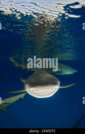 Gros plan d'un requin citron (Negapron brevirostris), montrant les dents juste en dessous de la surface, plan divisé. Tiger Beach, Bahamas Banque D'Images
