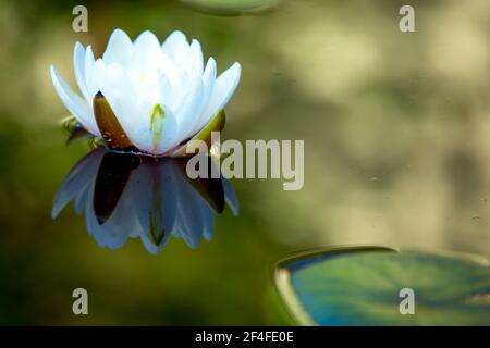 lotus blanc sur la surface de l'étang. Tôt le matin, le soleil sur l'eau avec des nénuphars fleuris est très clair. Banque D'Images
