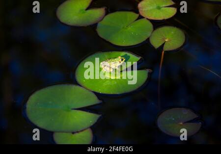 Grenouille sur l'étang. La grenouille se couche au soleil, assise sur une feuille de lotus. Banque D'Images