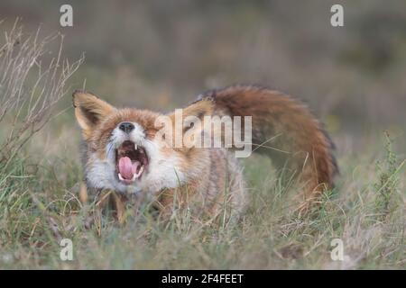 Nawns de renard rouge après avoir pris une sieste, le renard se détend dans l'herbe, photographié dans les dunes des pays-Bas. Banque D'Images