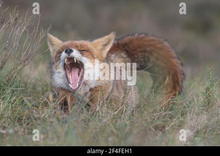 Nawns de renard rouge après avoir pris une sieste, le renard se détend dans l'herbe, photographié dans les dunes des pays-Bas. Banque D'Images