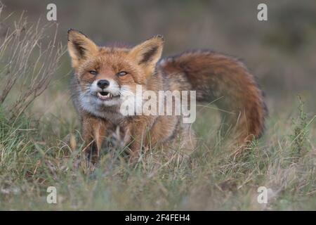 Le renard roux s'étire après avoir fait une sieste, photographié dans les dunes des pays-Bas. Banque D'Images