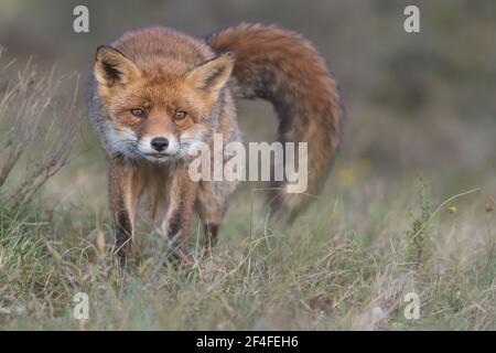 Le renard roux s'étire après avoir fait une sieste, photographié dans les dunes des pays-Bas. Banque D'Images