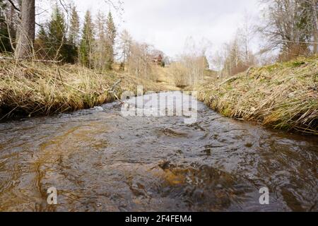 Rivière en forêt noire, Allemagne Banque D'Images