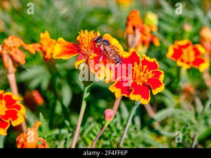 Abeille collectant le nectar; Marigold ou Tagetes patula fleurs largement utilisé en médecine populaire ainsi qu'une source pour la production d'une pluralité de Banque D'Images