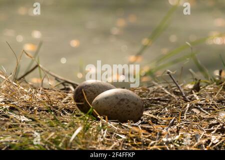 Grue commune (Grus grus), nichent avec des oeufs sur le sol, Mecklembourg-Poméranie-Occidentale, Allemagne Banque D'Images