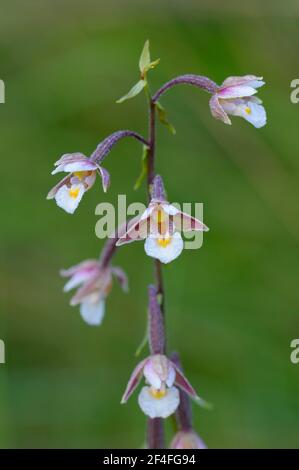 Marsh hellebore, Floraison, juillet, NSG Kendlmuehlfilzn, Grassau, Chiemgau, Bavière, Allemagne Banque D'Images