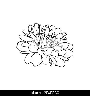 Dessin de ligne de la petite fleur de chrysanthème isolée sur blanc. Esquisse dessinée à la main, illustration vectorielle. Élément décoratif pour tatouage, carte de vœux, mer Illustration de Vecteur