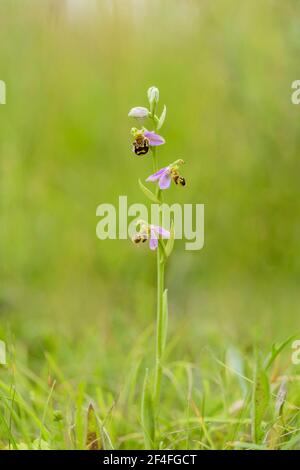 Bee Ragwort (Ophrys apifera), Basse-Saxe, Allemagne Banque D'Images
