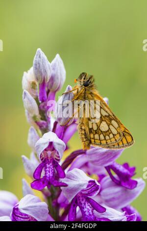 Hespérie à damiers (Carterocephalus palaemon), Aalfeld, Basse-Saxe, Allemagne Banque D'Images