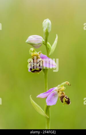 Bee Ragwort (Ophrys apifera), Basse-Saxe, Allemagne Banque D'Images