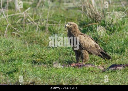 Aquila pomarina (Aquila pomarina), Mecklenburg-Vorpommern, Allemagne Banque D'Images