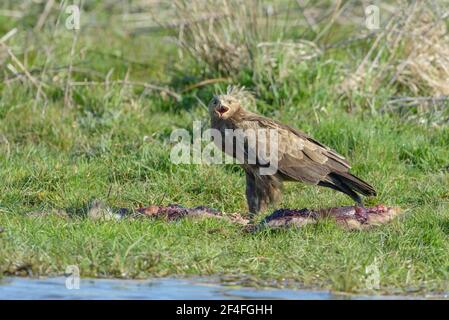 Aquila pomarina (Aquila pomarina), Mecklenburg-Vorpommern, Allemagne Banque D'Images