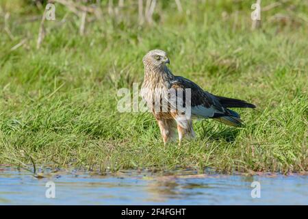 Harrier de marais masculin (Circus aeruginosus), Mecklembourg-Poméranie-Occidentale, Allemagne Banque D'Images