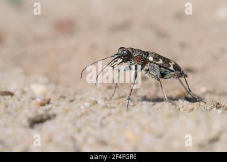 Dune Sand Beetle (Cicindela hybrida), Hanovre, Basse-Saxe, Allemagne Banque D'Images