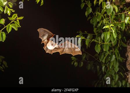 Plus grande chauve-souris (Myotis myotis) dans la grotte de Devetashka Pestera, Lovech, Bulgarie Banque D'Images