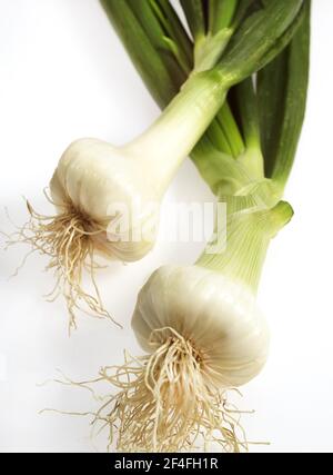 Oignon blanc (Allium cesp), légume sur fond blanc Banque D'Images