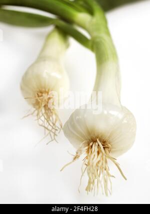 Oignon blanc (Allium cesp), légume sur fond blanc Banque D'Images